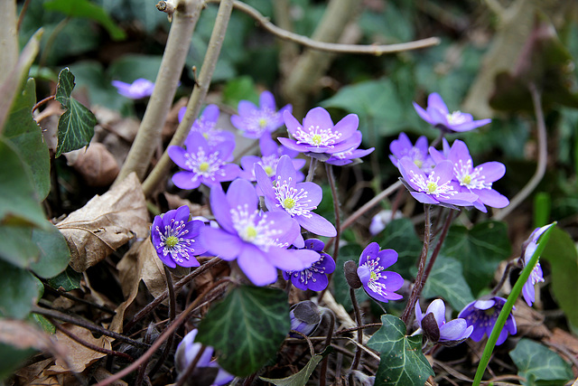 Leberblümchen