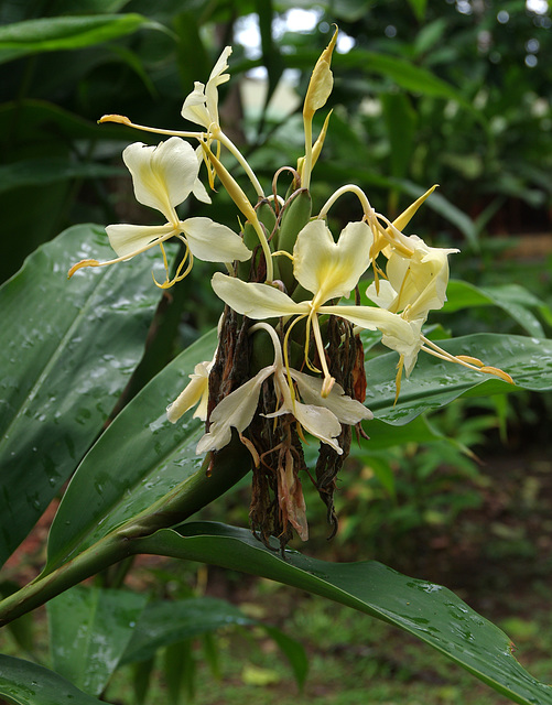 Yellow Ginger Lily