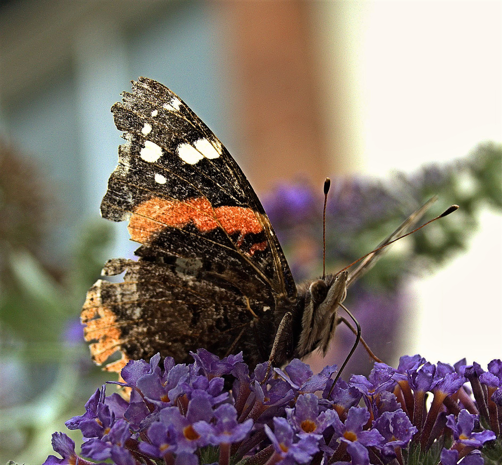 Red Admiral