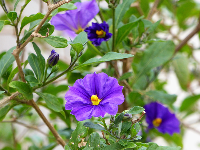 solanum rantonnetii