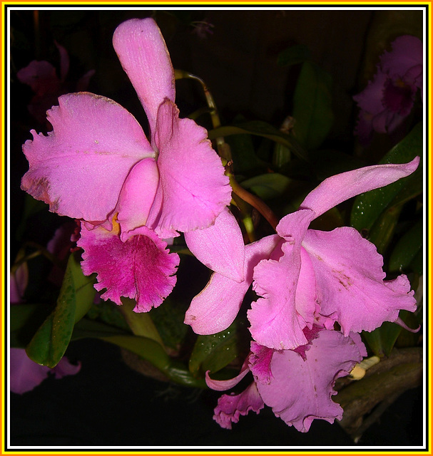 202 Catthleya- Orchidee