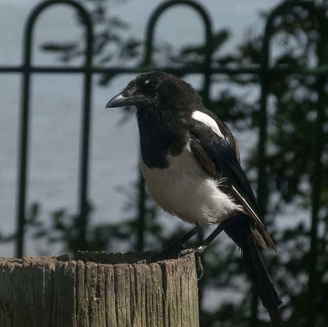 Magpie (3)