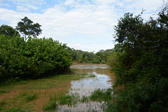 Uganda, Ishasha River on the Border with Congo