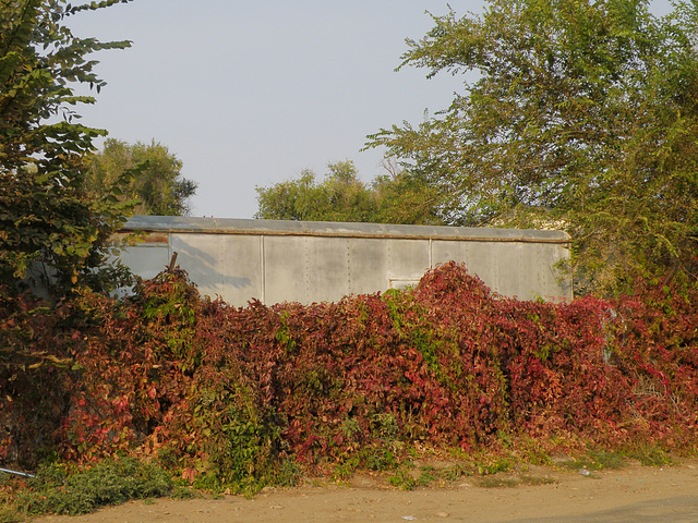 Fall Color - 2nd Avenue, Longmont