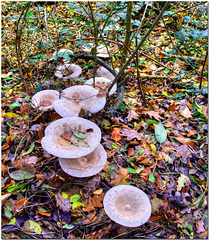 Autumn Fungi