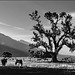 Owens Valley - lonesome tree 1986 - HFF!