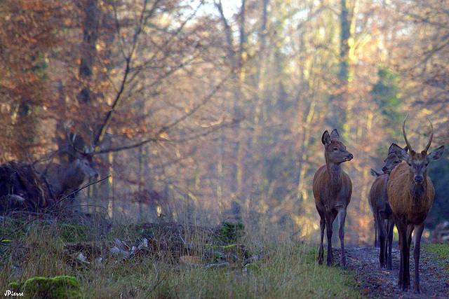 Le daguet ouvre la route et le cerf fermé la marche... Le daguet ouvre la route et le cerf fermé la marche...