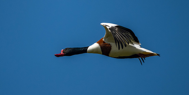 Shelduck