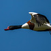 Shelduck