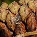 20221027 1909CPw [D~LIP] Mauerassel (Oniscus asellus), Fichtenzapfen, Bad Salzuflen