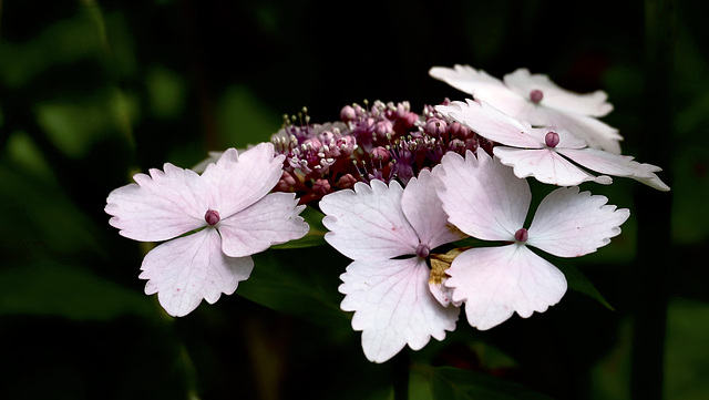 Hydrangea Serrata