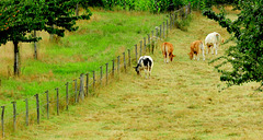 HFF-for everyone-Cow potpourii te  Amstenrade