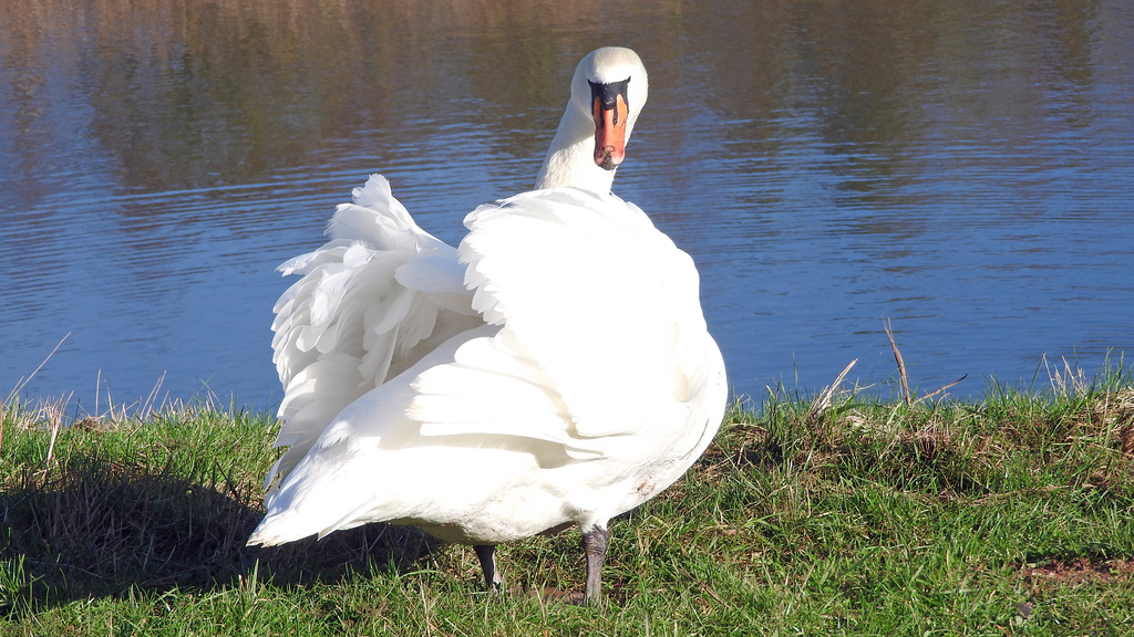 Mute Swan