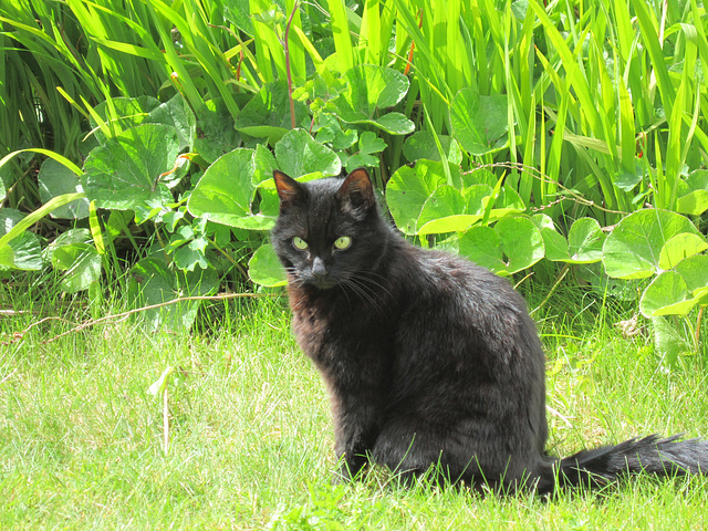 Boo had to join me while I sat in the sun