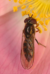 EF7A9488hoverfly