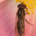 EF7A9488hoverfly