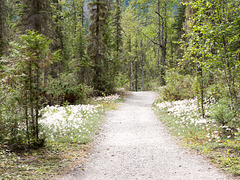 Wanderung am Mt. Robson