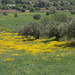 Landscape near Módica