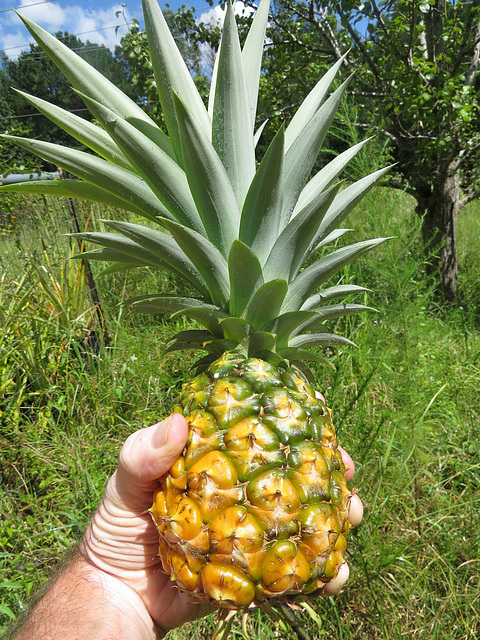 Pineapple