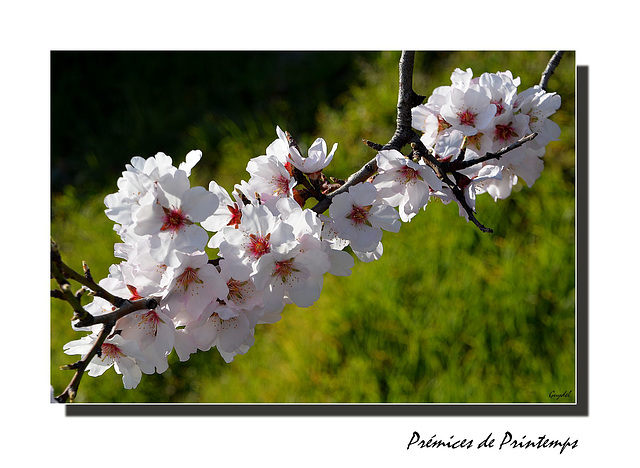 Amandier en Fleurs