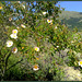 Wild rose, Sierra de La Cabrera