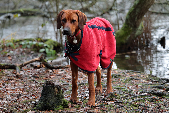 EOS 6D Peter Harriman 13 12 15 09450 HeathLakeDogs dpp