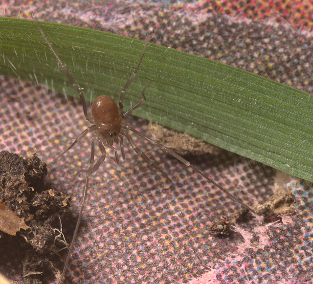 Harvestman IMG_2641