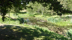Sunny Sunday May afternoon by the pond Sunny Sunday May afternoon by the pond