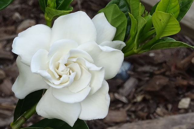 246/366 September Gardenia