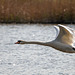 Mute swan