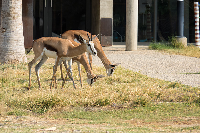 Namibia-0011