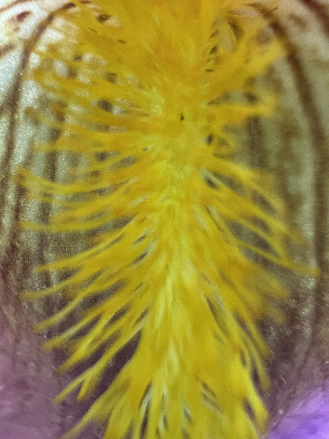 pollen