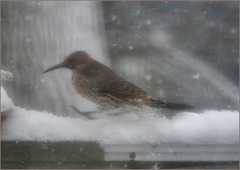 Flicker in the snow storm