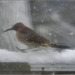 Flicker in the snow storm