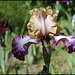 Iris Hinduh Magic (2)