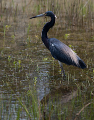 Tricolored Heron