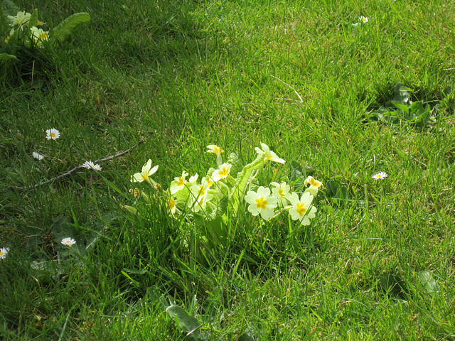 The primroses in the lawn have spread more