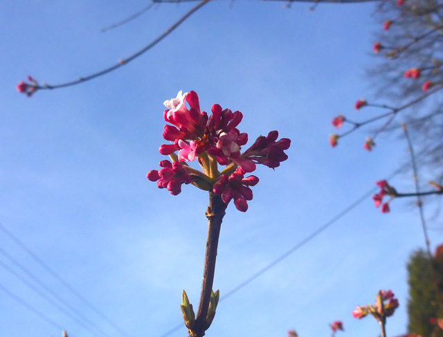 Frühling in rot weiß blau - printempo en ruĝa blanka blua