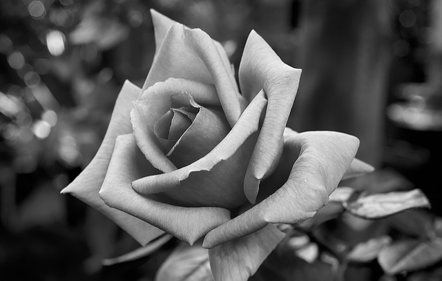 Rose in Grey