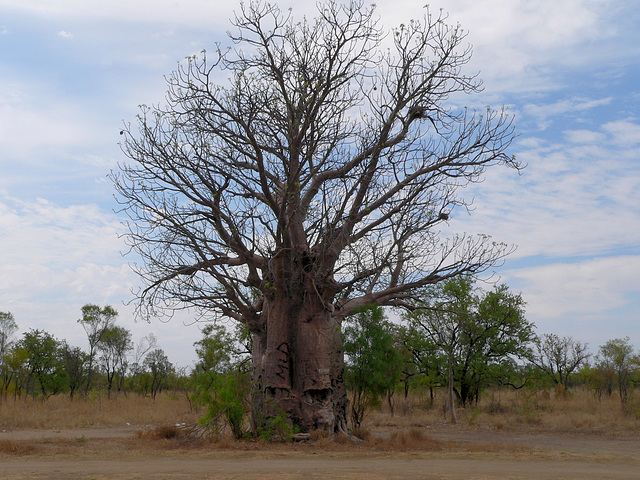 Large Boab tree