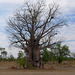 Large Boab tree