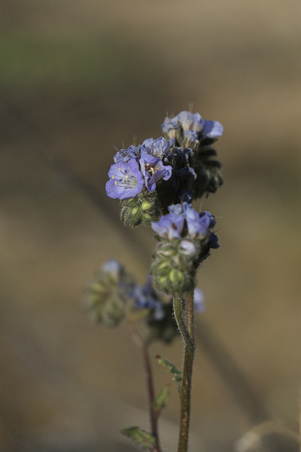 Distant Phacelia