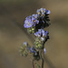 Distant Phacelia