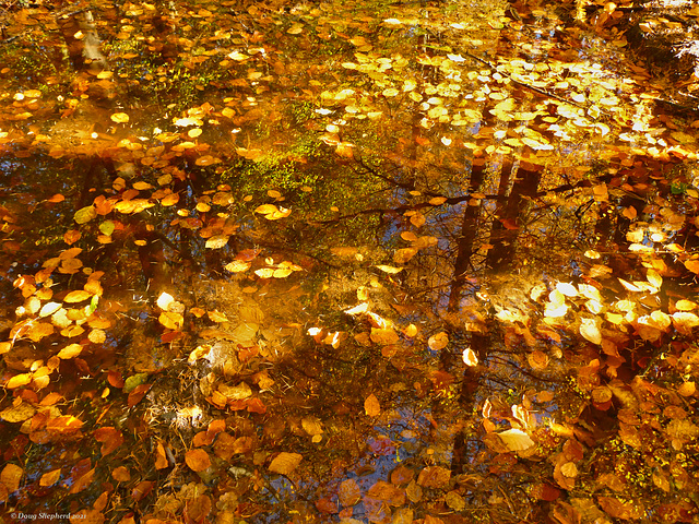 Forest floor reflections