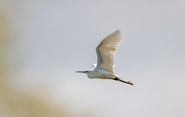 Little egret