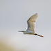 Little egret