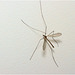 IMG 1106 CrraneFly