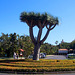 ES - Puerto de la Cruz - Besuch im Loro Parque