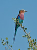 Die Gabelracke (Coracias caudatus)