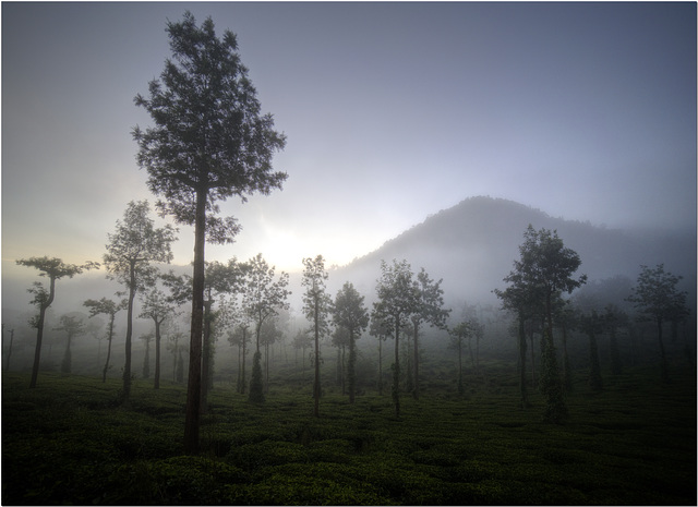 Periyar at Dawn